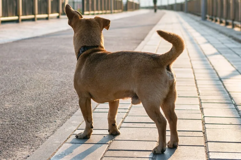 Евросоюз ужесточил правила ввоза домашних животных из России и Белоруссии