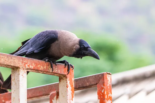 Петербуржцы страдают от ворон: вот почему от этих птиц нужно держаться подальше